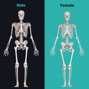 womens anatomy vs mens anatomy